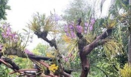 游客爆料石斛的视频,石斛生长奇观，视频记录大自然的神奇魅力